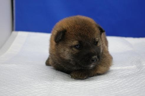 成約済の愛知県の柴犬-93598の3枚目
