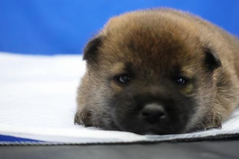 成約済の愛知県の柴犬-93598の2枚目