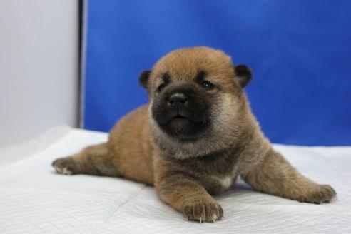 成約済の愛知県の柴犬-93601の6枚目