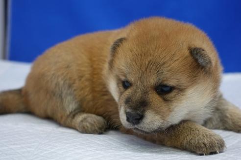 成約済の愛知県の柴犬-93602の8枚目