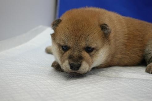 成約済の愛知県の柴犬-93602の7枚目