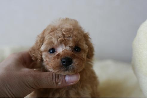 成約済の愛知県のトイプードル-93615の4枚目