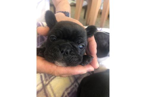 成約済の愛知県のフレンチブルドッグ-92792の4枚目