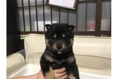 成約済の長崎県の柴犬-93631の1枚目