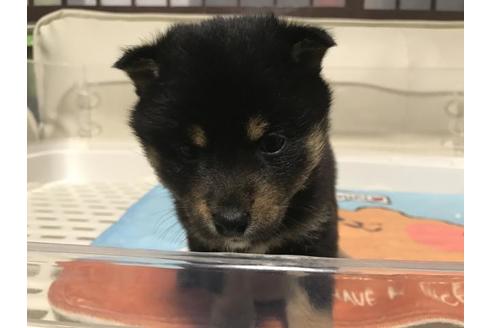 成約済の長崎県の柴犬-93631の3枚目