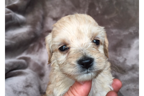 茨城県のミックス犬 男の子 03 06生まれ クリーム 子犬id ブリーダーナビ