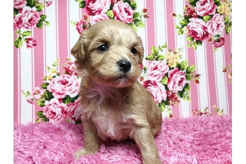 成約済の秋田県のマルプー:マルチーズ×トイプードル-93507の7枚目