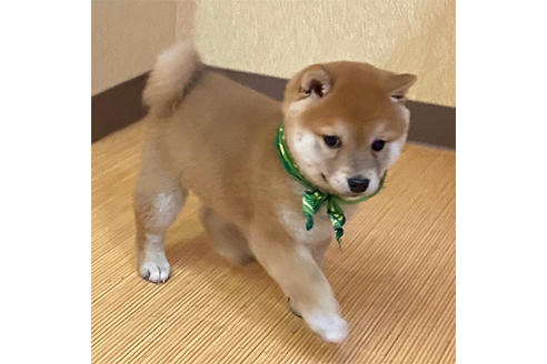 顔 柴犬 たぬき