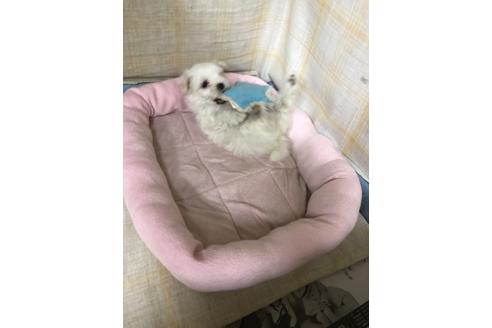成約済の愛知県のマルチーズ-93700の1枚目