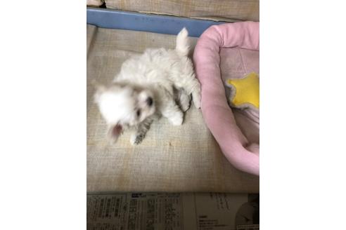 成約済の愛知県のマルチーズ-93700の2枚目