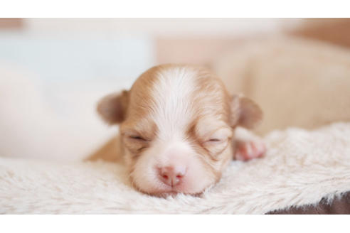 成約済の福岡県のチワワ(ロングコート)-93708の1枚目