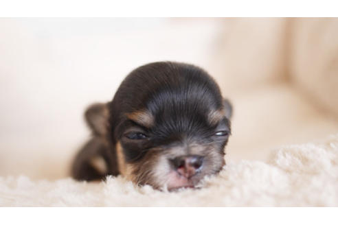 成約済の福岡県のチワワ(ロングコート)-93709