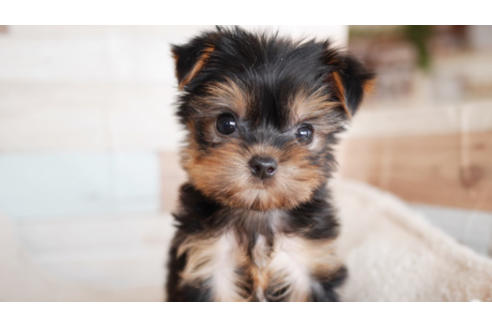 成約済の福岡県のヨークシャーテリア-93710