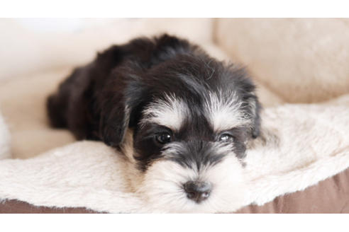 成約済の福岡県のミニチュアシュナウザー-93711