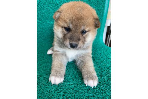成約済の広島県の柴犬-93832の1枚目