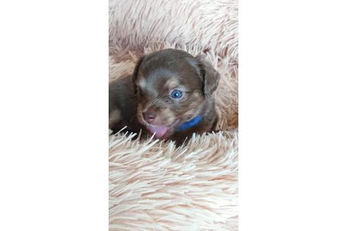 成約済の静岡県のチワックス:チワワ×ミニチュアダックスフンド-93885の1枚目