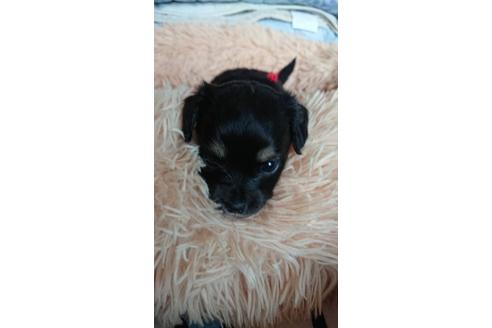 成約済の静岡県のチワックス:チワワ×ミニチュアダックスフンド-93886の2枚目