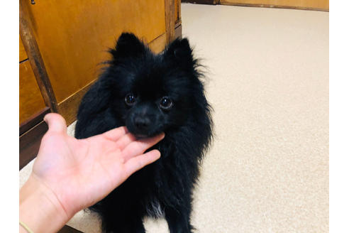 北海道のポメラニアン 男の子 19 03 03生まれ ブラック 子犬id ブリーダーナビ 北海道のポメラニアン 男の子 19 03 03生まれ ブラック 子犬id ブリーダーナビ
