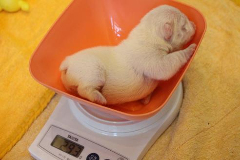 成約済の愛知県のフレンチブルドッグ-93915の28枚目