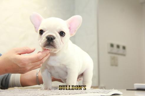 成約済の東京都のフレンチブルドッグ-93917の7枚目