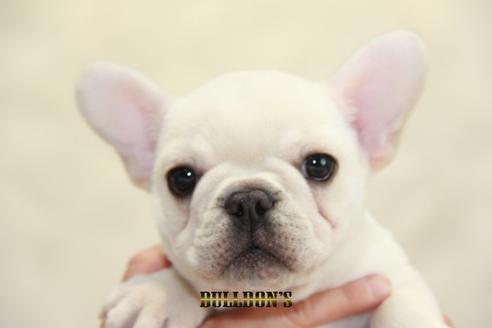 成約済の東京都のフレンチブルドッグ-93917の6枚目