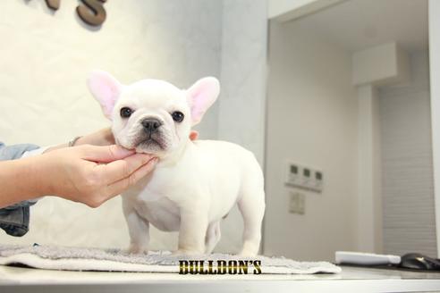 成約済の東京都のフレンチブルドッグ-93917の5枚目