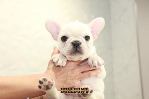 成約済の東京都のフレンチブルドッグ-93917の4枚目