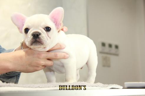 成約済の東京都のフレンチブルドッグ-93917の3枚目