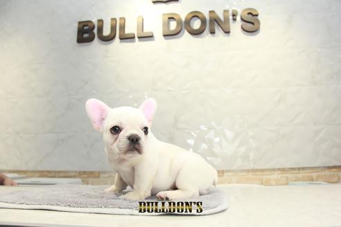 成約済の東京都のフレンチブルドッグ-93917の2枚目