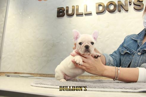 成約済の東京都のフレンチブルドッグ-93923の5枚目