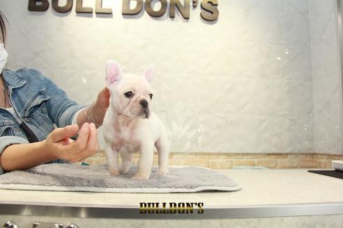 成約済の東京都のフレンチブルドッグ-93923の4枚目