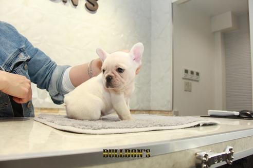 成約済の東京都のフレンチブルドッグ-93923の2枚目