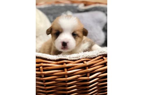 成約済の埼玉県のウェルシュコーギーペンブローク-93926の3枚目