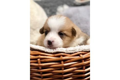 成約済の埼玉県のウェルシュコーギーペンブローク-93926の2枚目