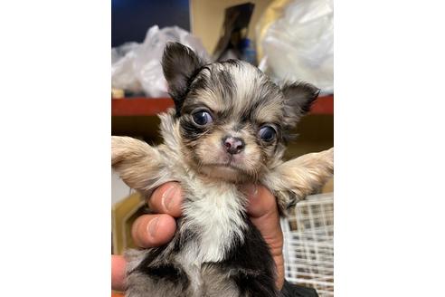 成約済の静岡県のチワワ(ロングコート)-93438の7枚目