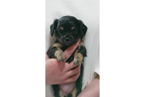 成約済の静岡県のチワックス:チワワ×ミニチュアダックスフンド-93886の1枚目