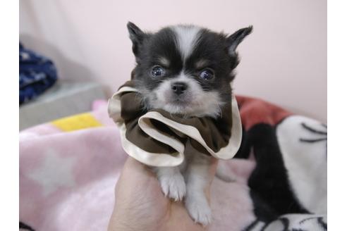 成約済の埼玉県のチワワ(ロングコート)-93996の1枚目