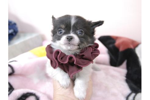 成約済の埼玉県のチワワ(ロングコート)-93997の1枚目