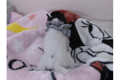 成約済の埼玉県のチワワ(ロングコート)-93998の5枚目