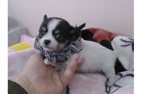 成約済の埼玉県のチワワ(ロングコート)-93998の3枚目