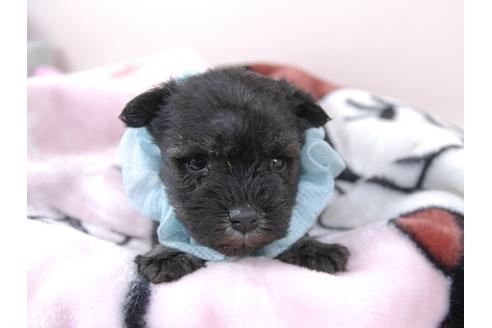 成約済の埼玉県のミニチュアシュナウザー-94000の1枚目