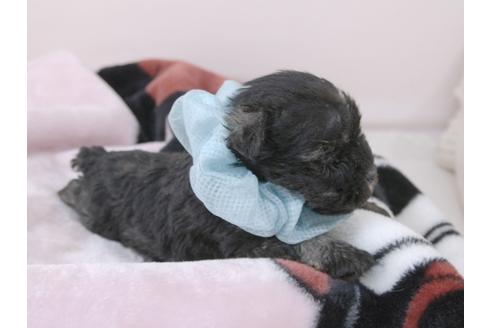 成約済の埼玉県のミニチュアシュナウザー-94000の2枚目