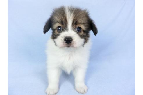 成約済の千葉県のパピヨン-93064の8枚目