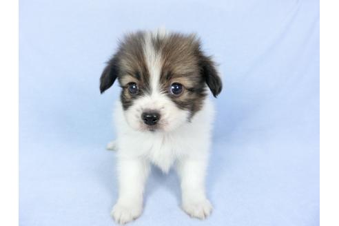 成約済の千葉県のパピヨン-93064の7枚目