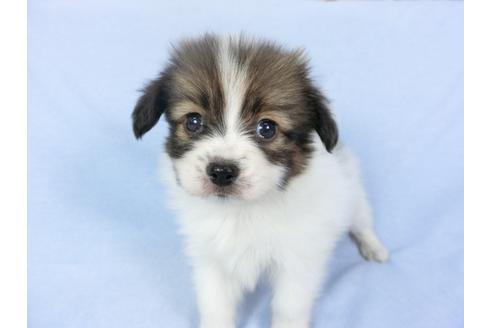 成約済の千葉県のパピヨン-93064の6枚目