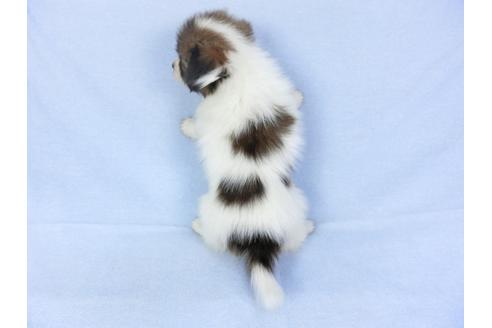 成約済の千葉県のパピヨン-93064の5枚目