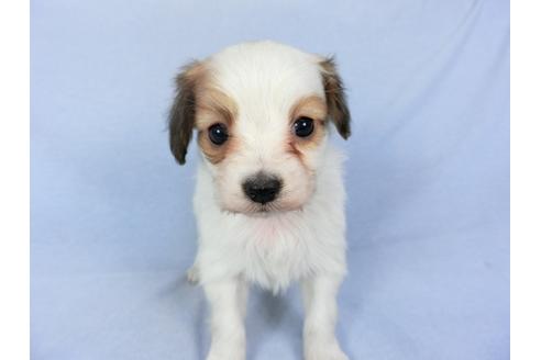 成約済の千葉県のパピヨン-93063の8枚目