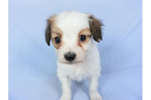 成約済の千葉県のパピヨン-93063の7枚目