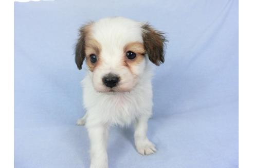 成約済の千葉県のパピヨン-93063の6枚目