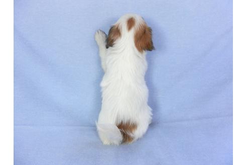 成約済の千葉県のパピヨン-93063の5枚目